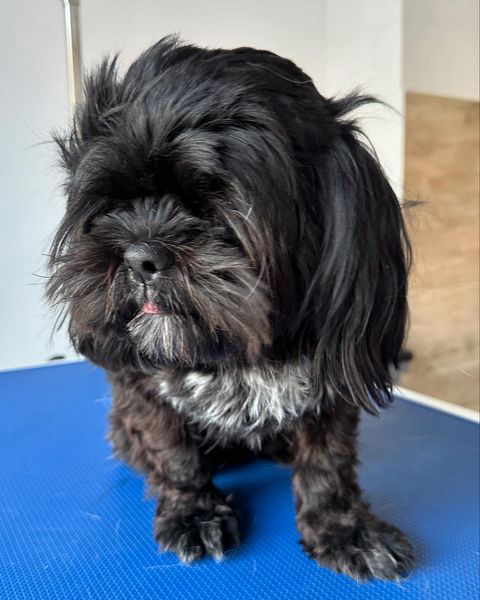 Przed pielęgnacją – Blacky