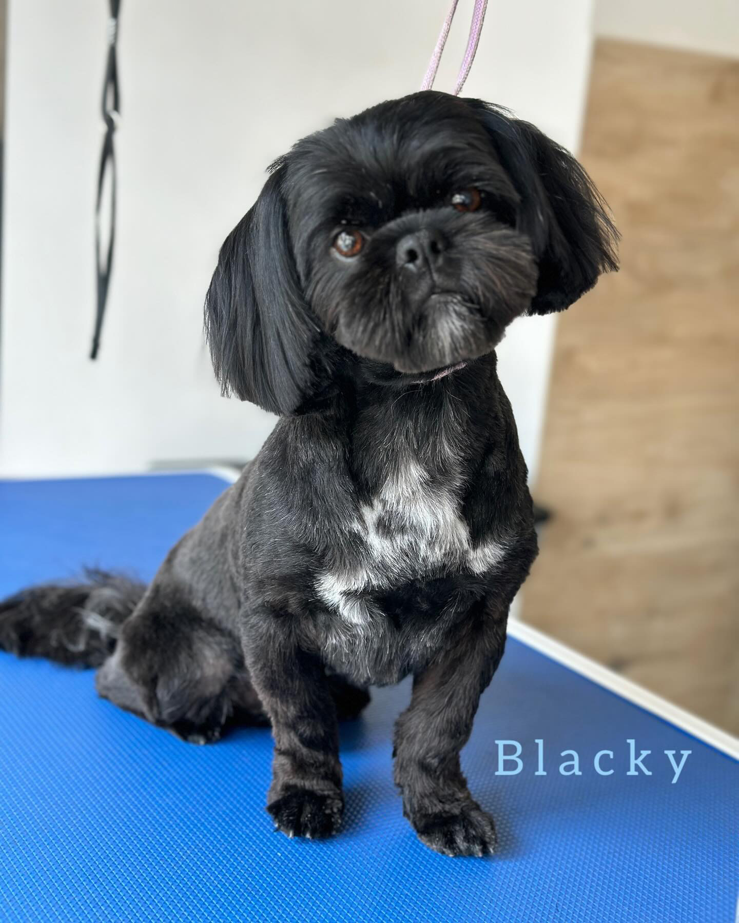Po pielęgnacji – Blacky